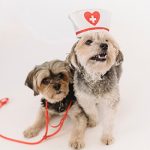 Veterinary